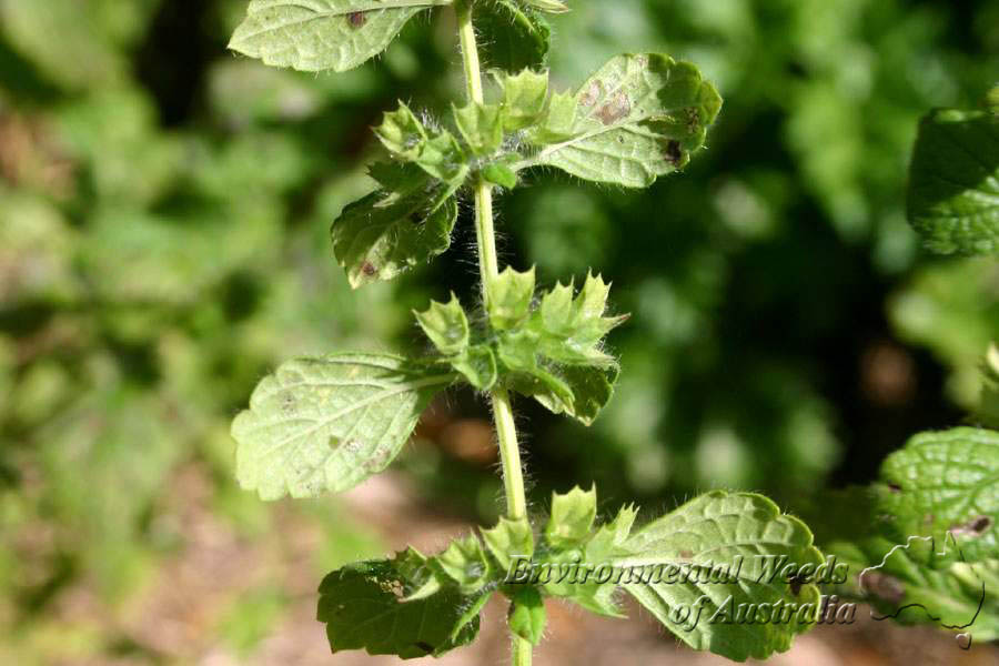 معرفی و راهنمای پرورش گیاهان زینتی فضای باز - بادرنجبویه